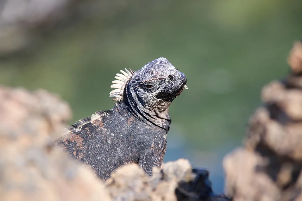 Galapagos Islands cruise port