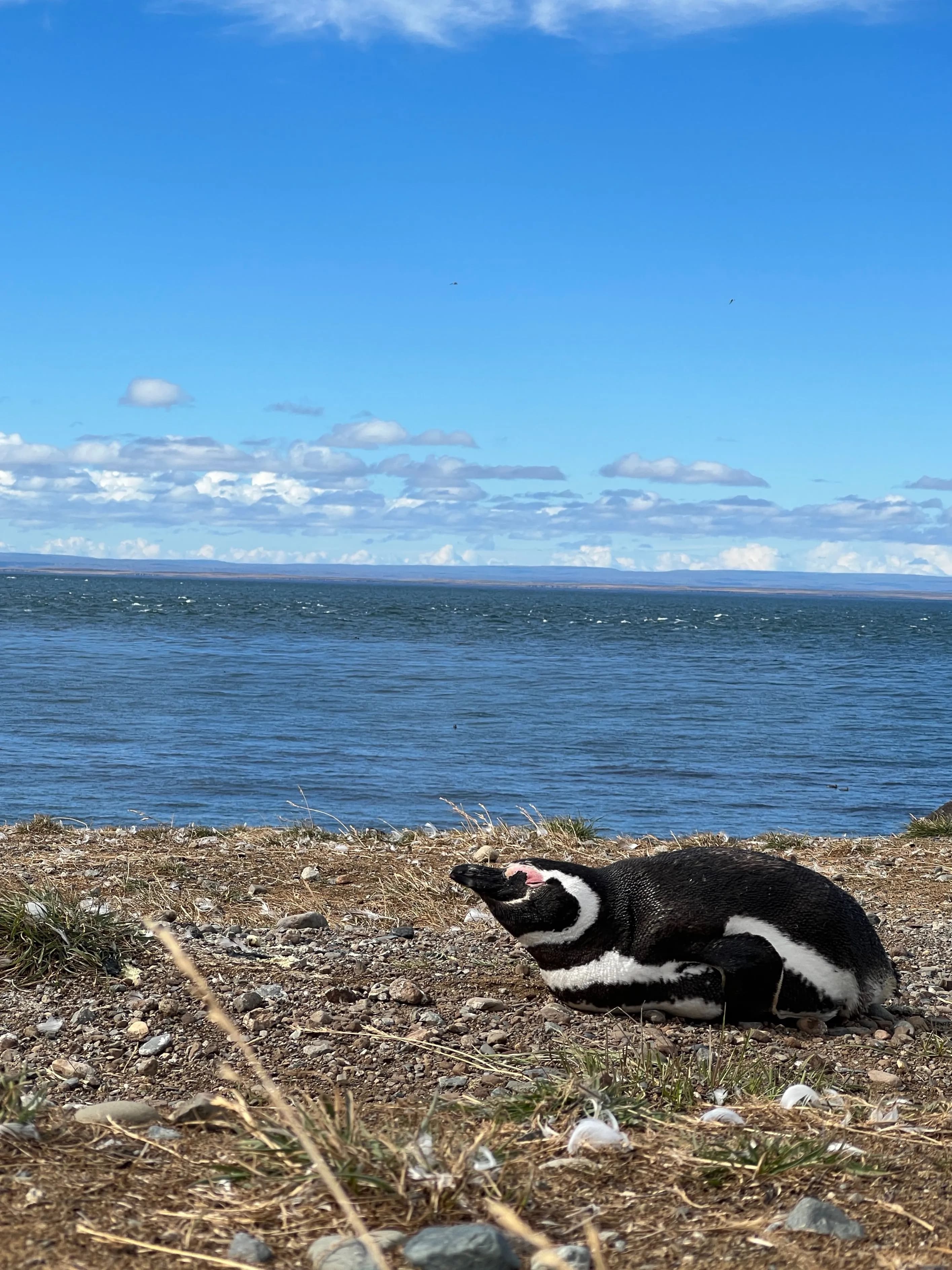 Punta Arenas cruise port